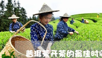 普洱茶开茶的最佳时间/2023100771414