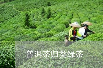 普洱茶归类绿茶/2023120321694