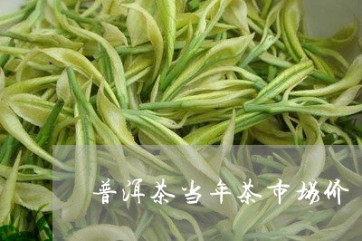 普洱茶当年茶市场价/2023121631714