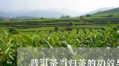 普洱茶当归茶的功效与禁忌/2023110608485