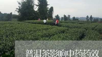 普洱茶影响中药药效/2023070894271