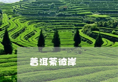 普洱茶彼岸/2023112621614