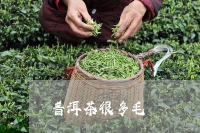 普洱茶很多毛/2023042788825