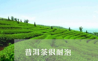 普洱茶很耐泡/2023042556535