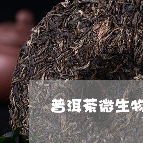 普洱茶微生物指标值高的原因/2023082803140