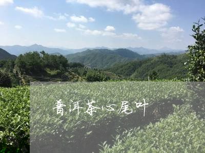 普洱茶心尾叶/2023042560293