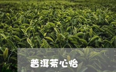 普洱茶心怡/2023081850483