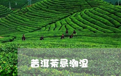 普洱茶忌潮湿/2023042732058