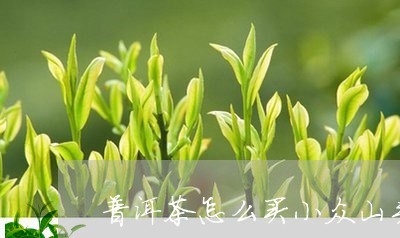 普洱茶怎么买小众山头/2023062562827