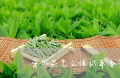 普洱茶怎么像稻草香气/2023120638360