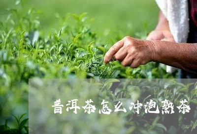 普洱茶怎么冲泡熟茶/2023091460815