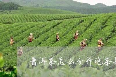 普洱茶怎么分开泡茶好喝/2023110181594