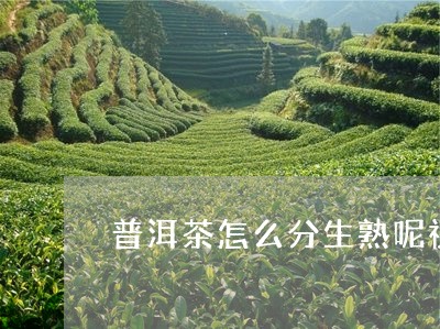 普洱茶怎么分生熟呢视频/2023081794160