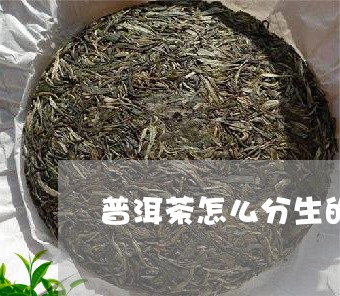 普洱茶怎么分生的和熟的呢区别/2023110681816