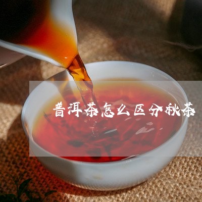 普洱茶怎么区分秋茶/2023070981829