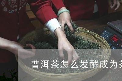 普洱茶怎么发酵成为茶/2023062872425