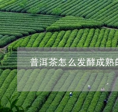 普洱茶怎么发酵成熟的茶叶/2023121684838