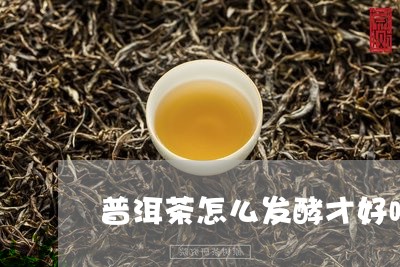 普洱茶怎么发酵才好喝/2023080186160