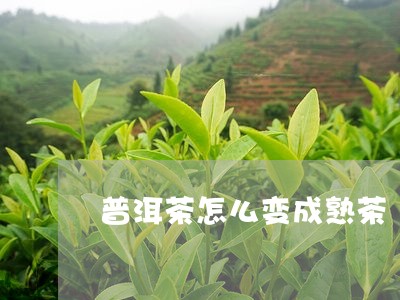 普洱茶怎么变成熟茶/2023091553934