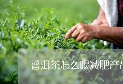 普洱茶怎么喝减肥产品/2023100660584