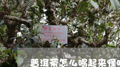 普洱茶怎么喝起来怪味/2023092896160