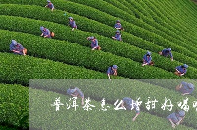 普洱茶怎么增甜好喝呢/2023120698379