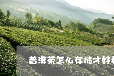 普洱茶怎么存储才好看呢/2023082710614