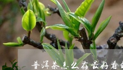 普洱茶怎么存最好看的茶/2023083037370