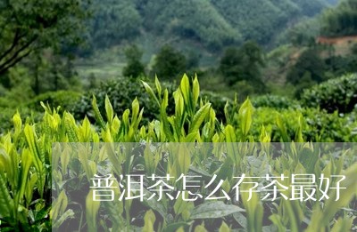 普洱茶怎么存茶最好/2023091439506