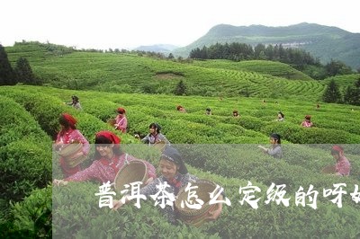 普洱茶怎么定级的呀好喝/2023082769483