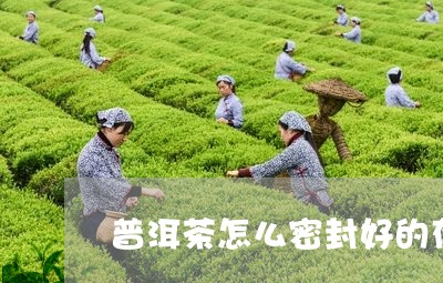 普洱茶怎么密封好的存放/2023083070524