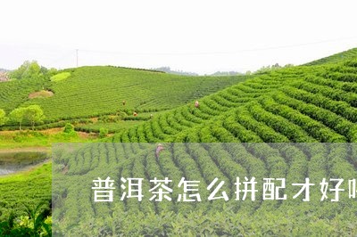 普洱茶怎么拼配才好喝/2023073095160