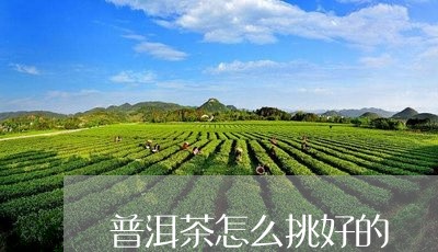 普洱茶怎么挑好的/2023081667483