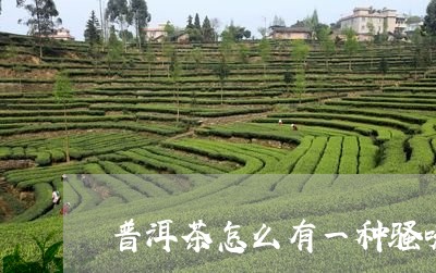 普洱茶怎么有一种骚味/2023092605938