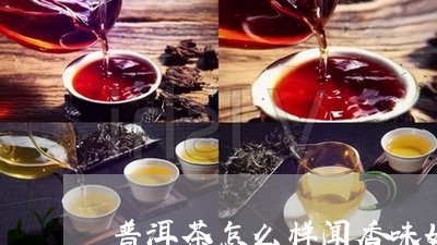 普洱茶怎么样闻香味好闻/2023110651472