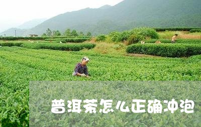 普洱茶怎么正确冲泡/2023070893715