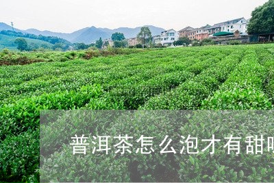 普洱茶怎么泡才有甜味儿/2023112836068