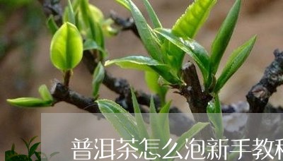 普洱茶怎么泡新手教程视频/2023083004947