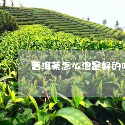 普洱茶怎么泡是好的呢/2023120778451