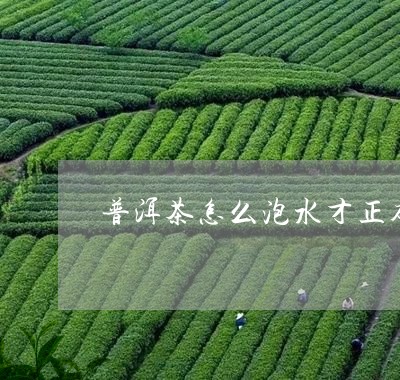 普洱茶怎么泡水才正确/2023062916253