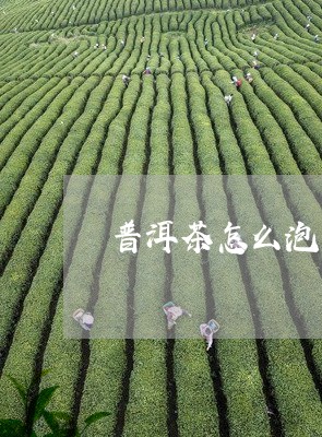 普洱茶怎么泡的方法叫功夫茶吗/2023052973915