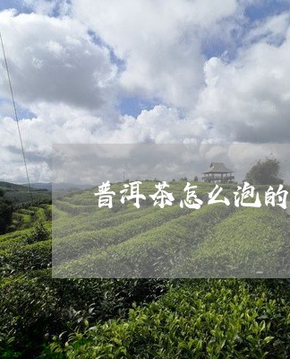 普洱茶怎么泡的香甜味道/2023050568516