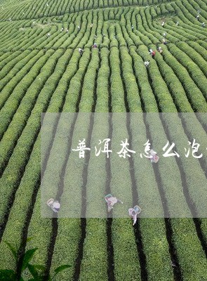 普洱茶怎么泡能变绿茶/2023092977471