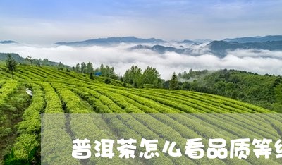 普洱茶怎么看品质等级好坏/2023112420814