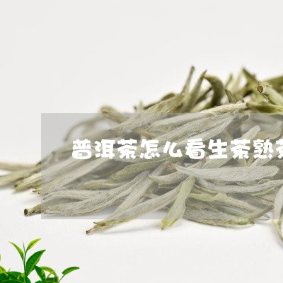 普洱茶怎么看生茶熟茶/2023100711724