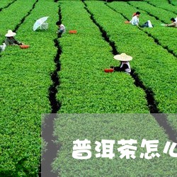 普洱茶怎么看质量好不好/2023102465847