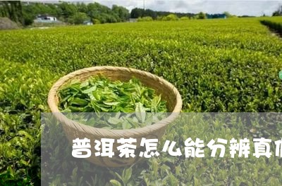 普洱茶怎么能分辨真假/2023062098402