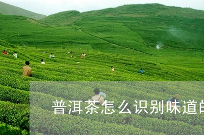 普洱茶怎么识别味道的茶/2023121692937