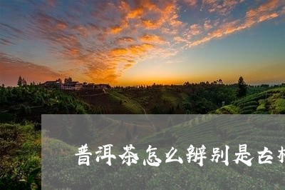 普洱茶怎么辨别是古树/2023062436592