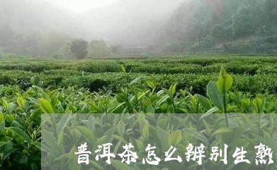 普洱茶怎么辨别生熟茶/2023080352817